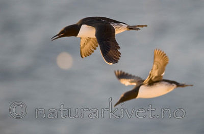 BB 12 0161 / Uria aalge / Lomvi